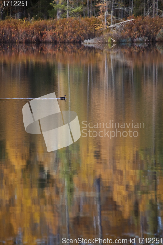 Image of Autumn Trees