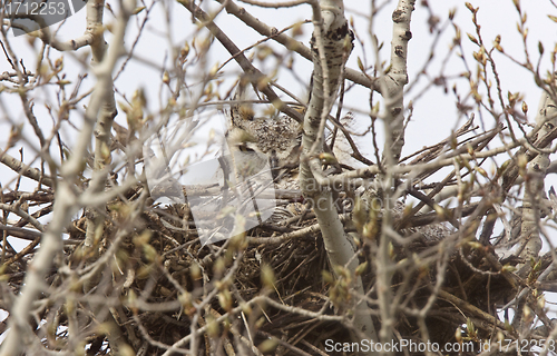 Image of Great Horned Owl in Nest