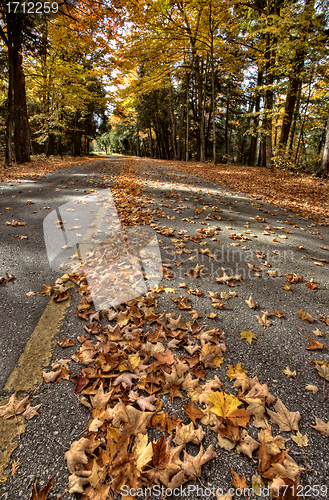 Image of Autumn Leaves