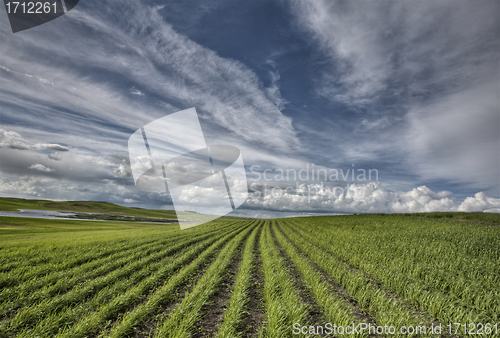 Image of Newly Planted Crop