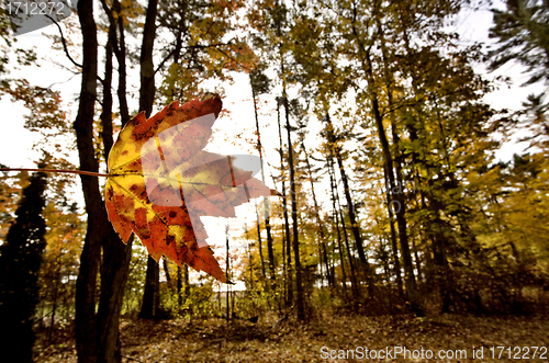 Image of Autumn Leaves