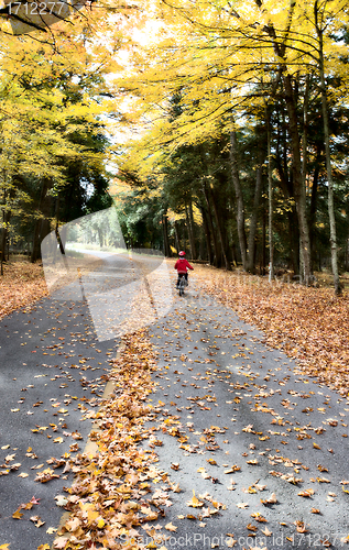 Image of Autumn Leaves