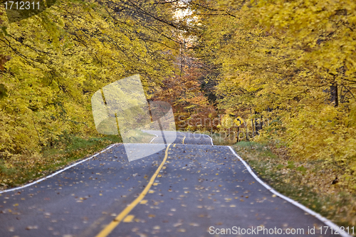 Image of Autumn Trees