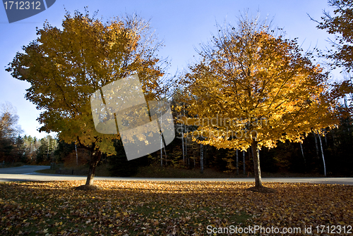 Image of Autumn Trees