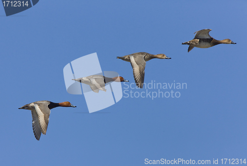 Image of Ducks in Flight