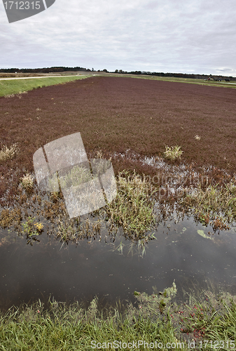 Image of Cranberry Bog