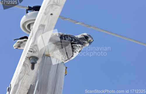 Image of Rough Legged Hawk