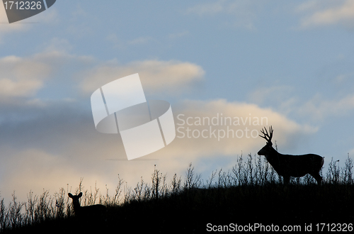 Image of Deer Silhouette