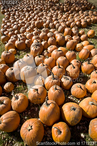 Image of Pumpkin Patch