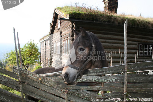 Image of Old farmhouse and horse