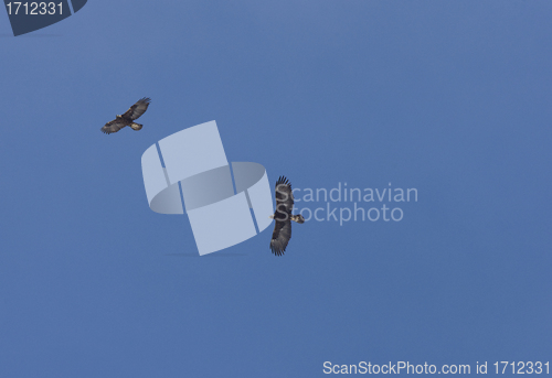 Image of 2 golden Eagles in Flight