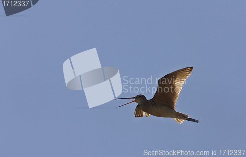 Image of Godwit in flight