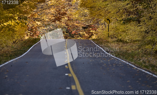 Image of Autumn Trees