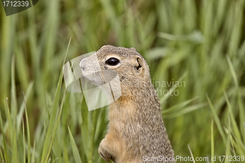 Image of richardson ground squirrel