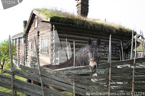 Image of Old farmhouse and horse