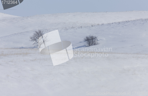 Image of Trees in the hills