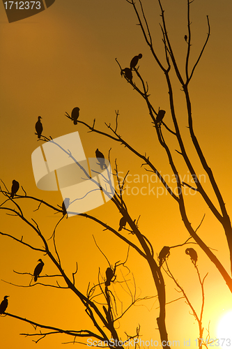 Image of Cormorants in tree