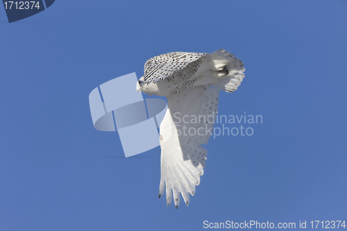 Image of Snowy Owl in Flight