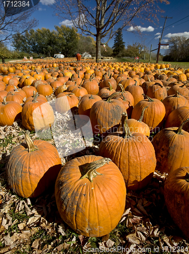 Image of Pumpkin Patch