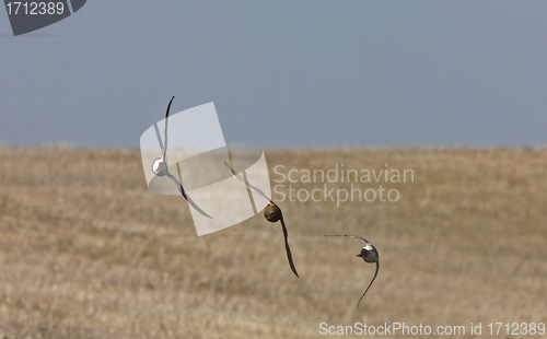 Image of Ducks in Flight