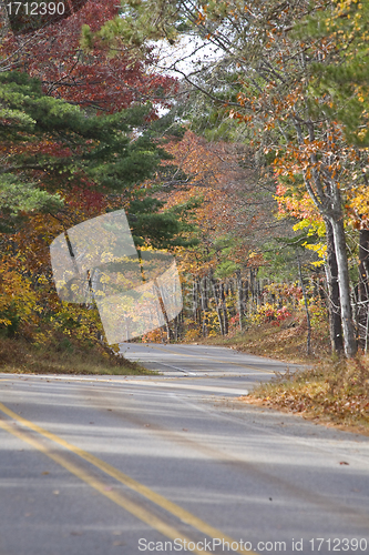 Image of Autumn Trees