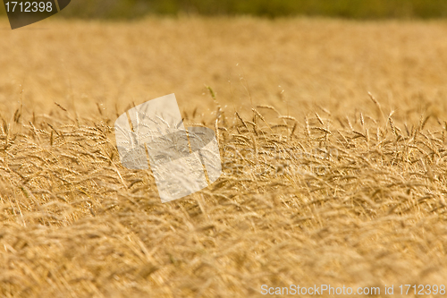 Image of Wheat Field