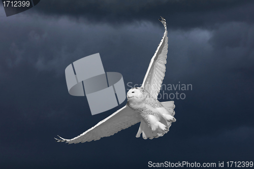 Image of Snowy Owl in Flight