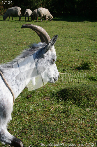Image of Goat and sheep