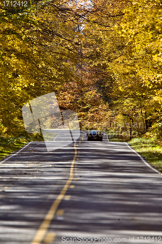 Image of Autumn Trees