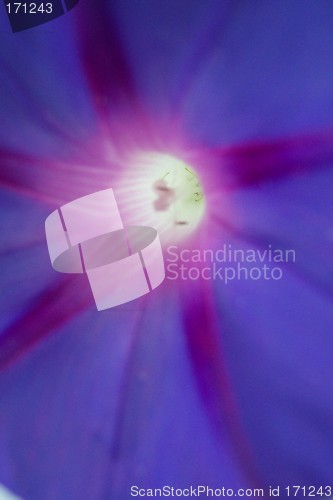 Image of macro flower