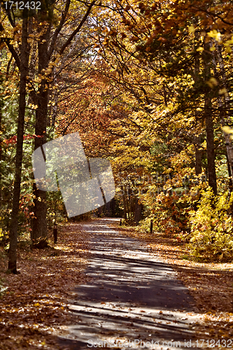 Image of Autumn Trees