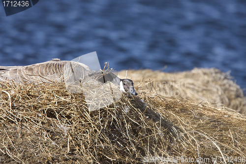 Image of Canada Goose in Nest