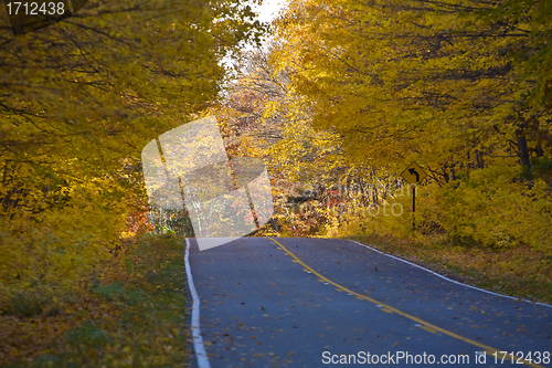 Image of Autumn Trees