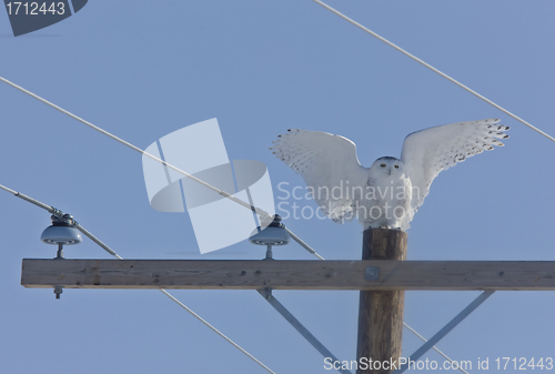 Image of Snowy Owl