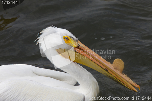 Image of American White Pelican