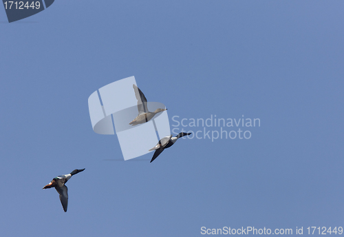 Image of Ducks in Flight