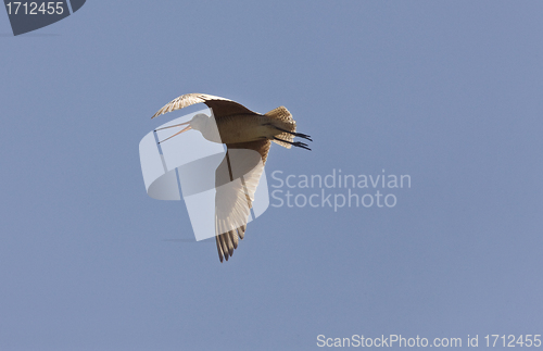 Image of Godwit in flight