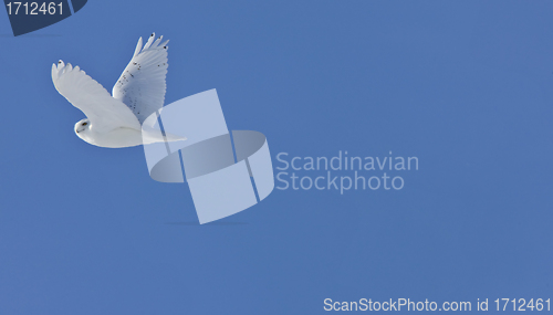 Image of Snowy Owl