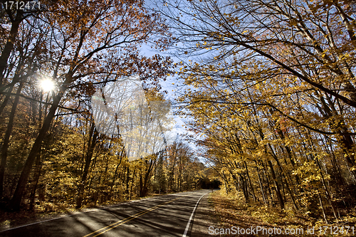 Image of Autumn Trees