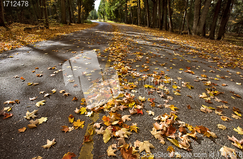 Image of Autumn Leaves