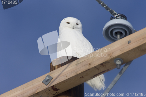 Image of Snowy Owl