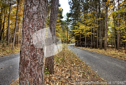 Image of Autumn Leaves