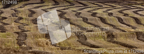 Image of Wheat Field swath