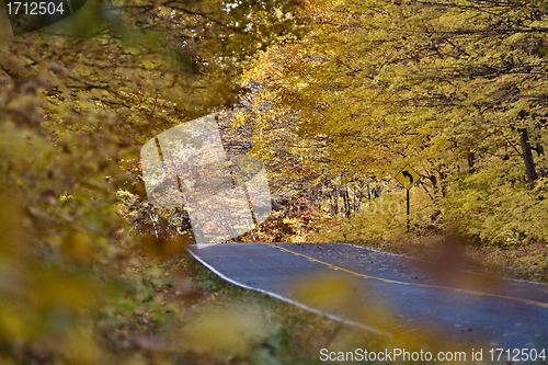 Image of Autumn Trees