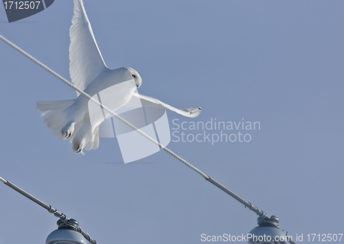 Image of Snowy Owl