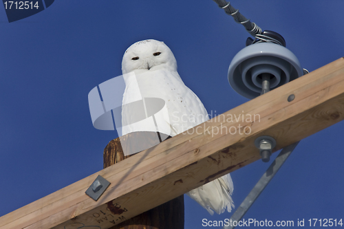 Image of Snowy Owl