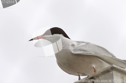 Image of Common Tern