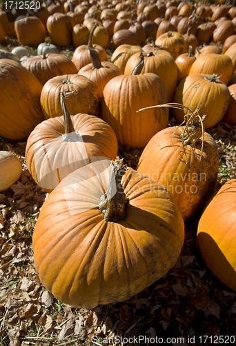 Image of Pumpkin Patch