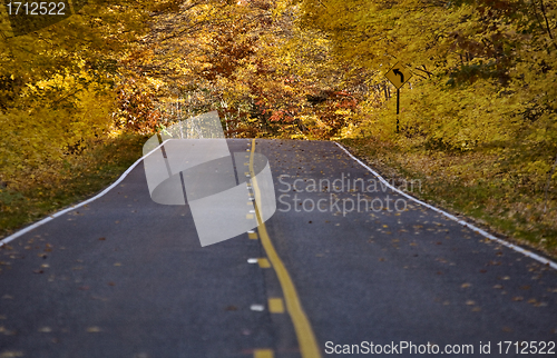 Image of Autumn Trees