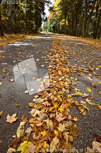 Image of Autumn Leaves